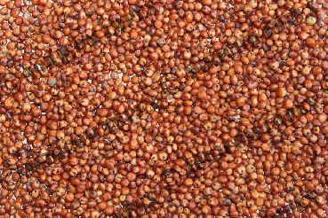 Red Sorghum